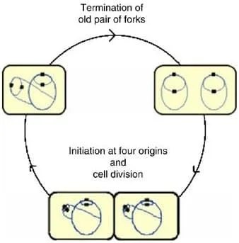 Division cellulaire chez E. coli